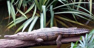 Вигляд: Crocodylus johnstoni = Австралійський вузькокрилий крокодил