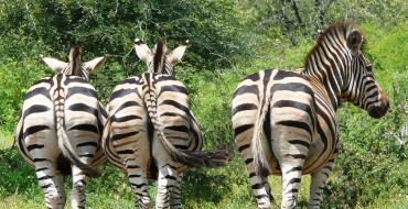 Zebras foto, apraksts, dzīvesveids, reprodukcija
